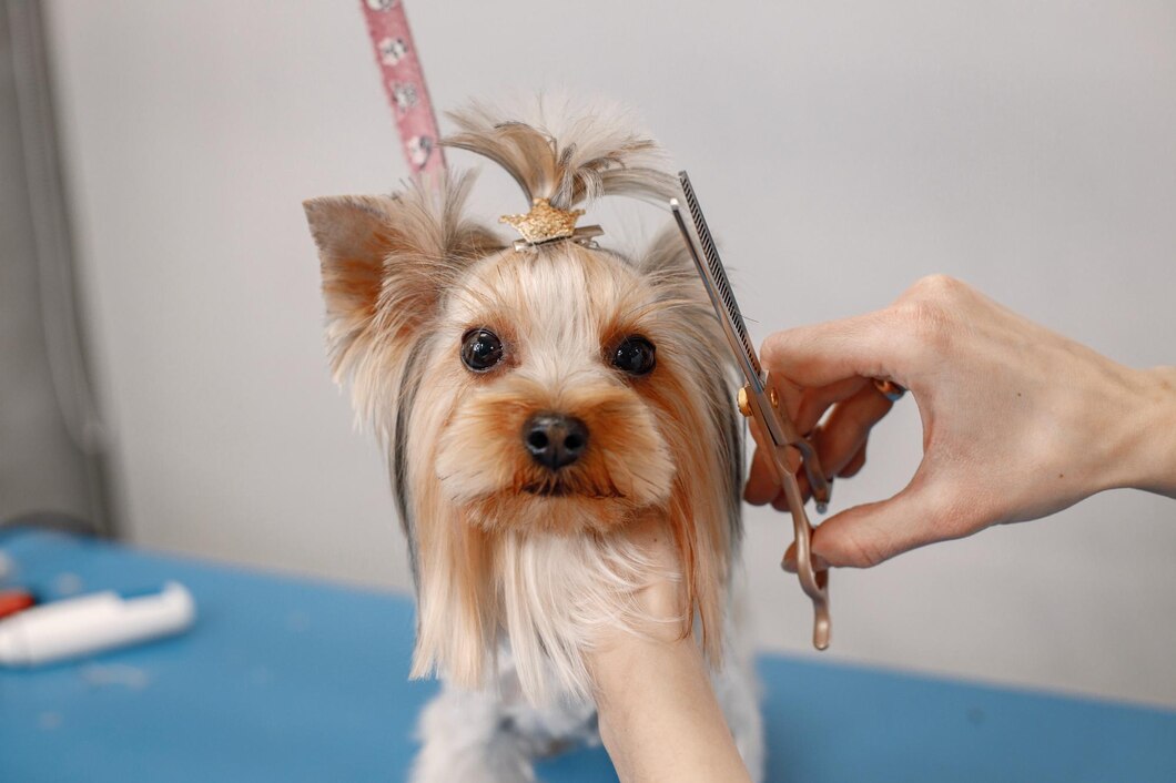 Mistrz zawodu groomer